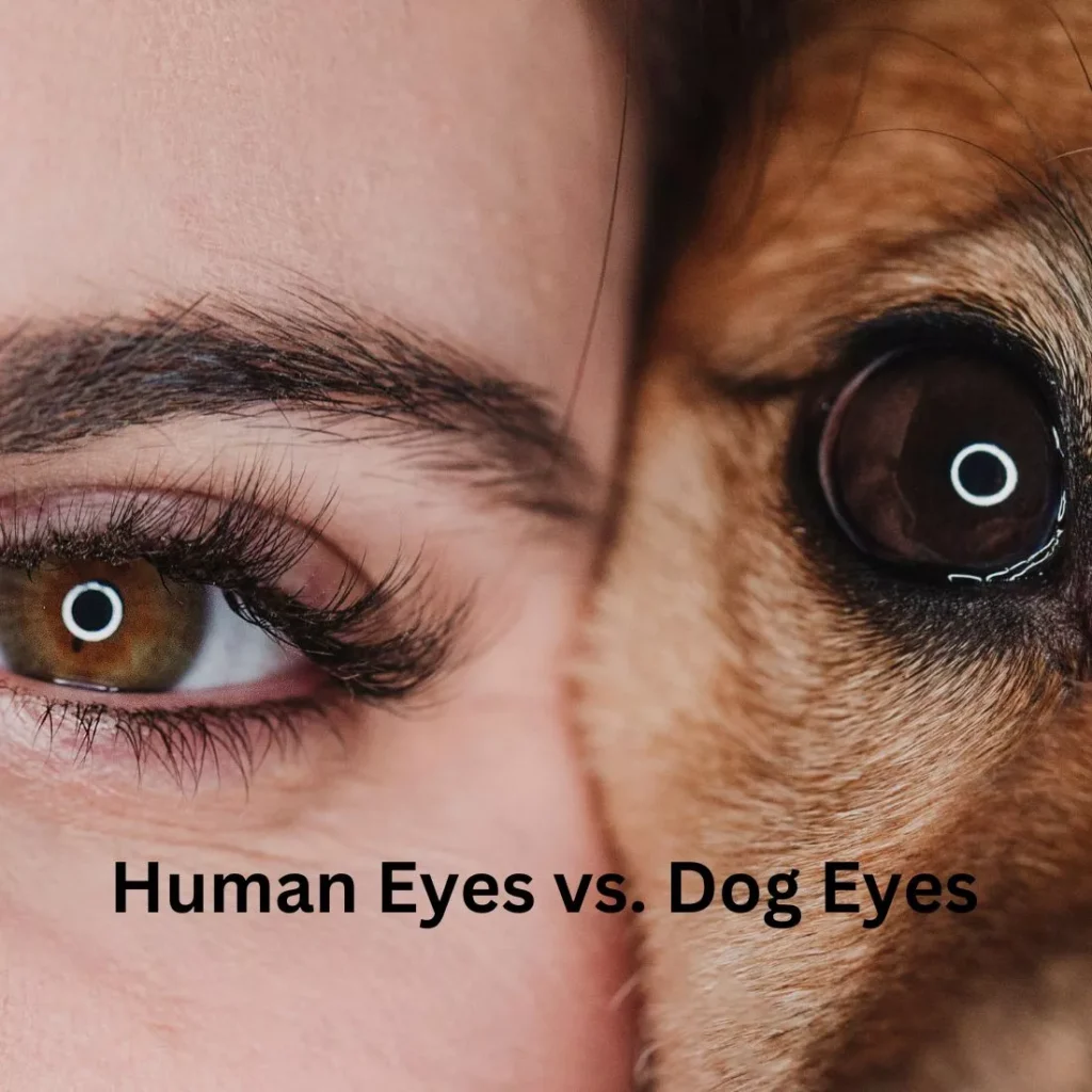 Human Eyes vs. Dog Eyes