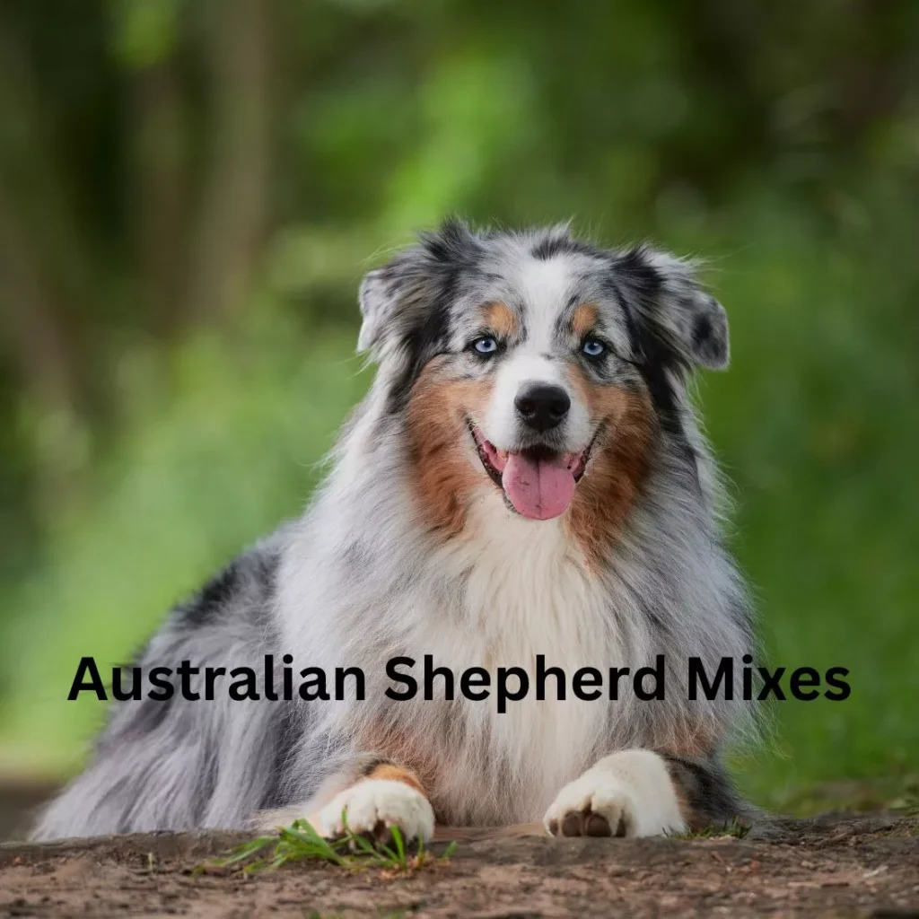 Australian Shepherd Mixes