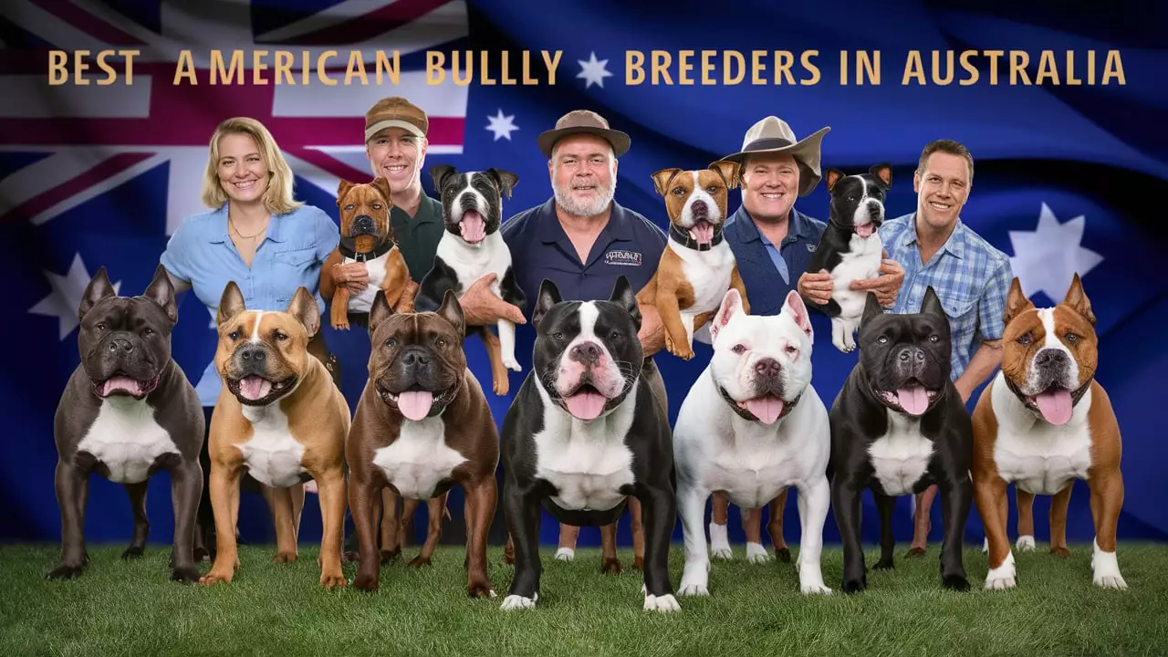 Best American Bully Breeders Australia