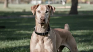 Doberman Rescues in Los Angeles