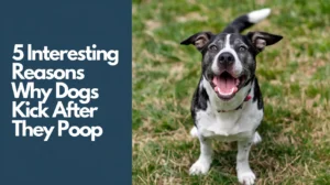 Dogs Kick After They Poop Interesting Reasons