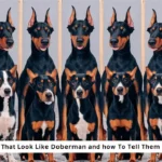 17 Dogs That Look Like Doberman and How to Tell Them Apart