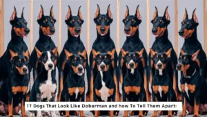 17 Dogs That Look Like Doberman and How to Tell Them Apart