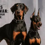 Male vs Female Doberman: Choosing Your Protector