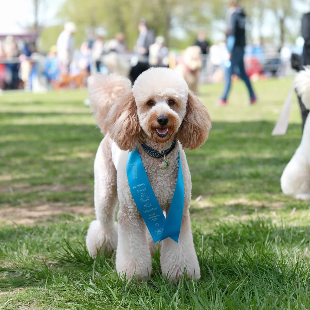 Peppy’s Poodle Rescue