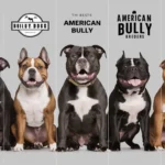 Reputable American Bully Breeders